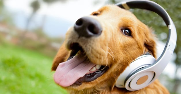 copy Cute dog listening to music with headphones - outdoors