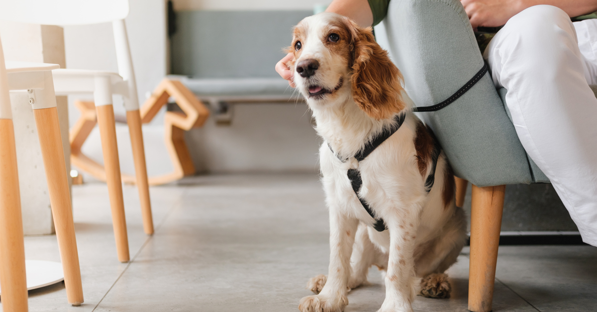 dental therapy dogs