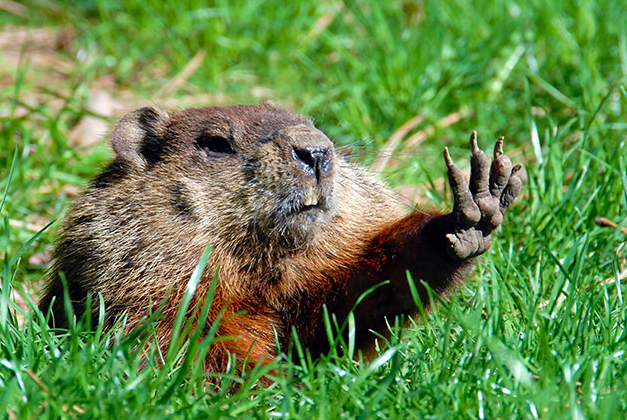 groundhog.png